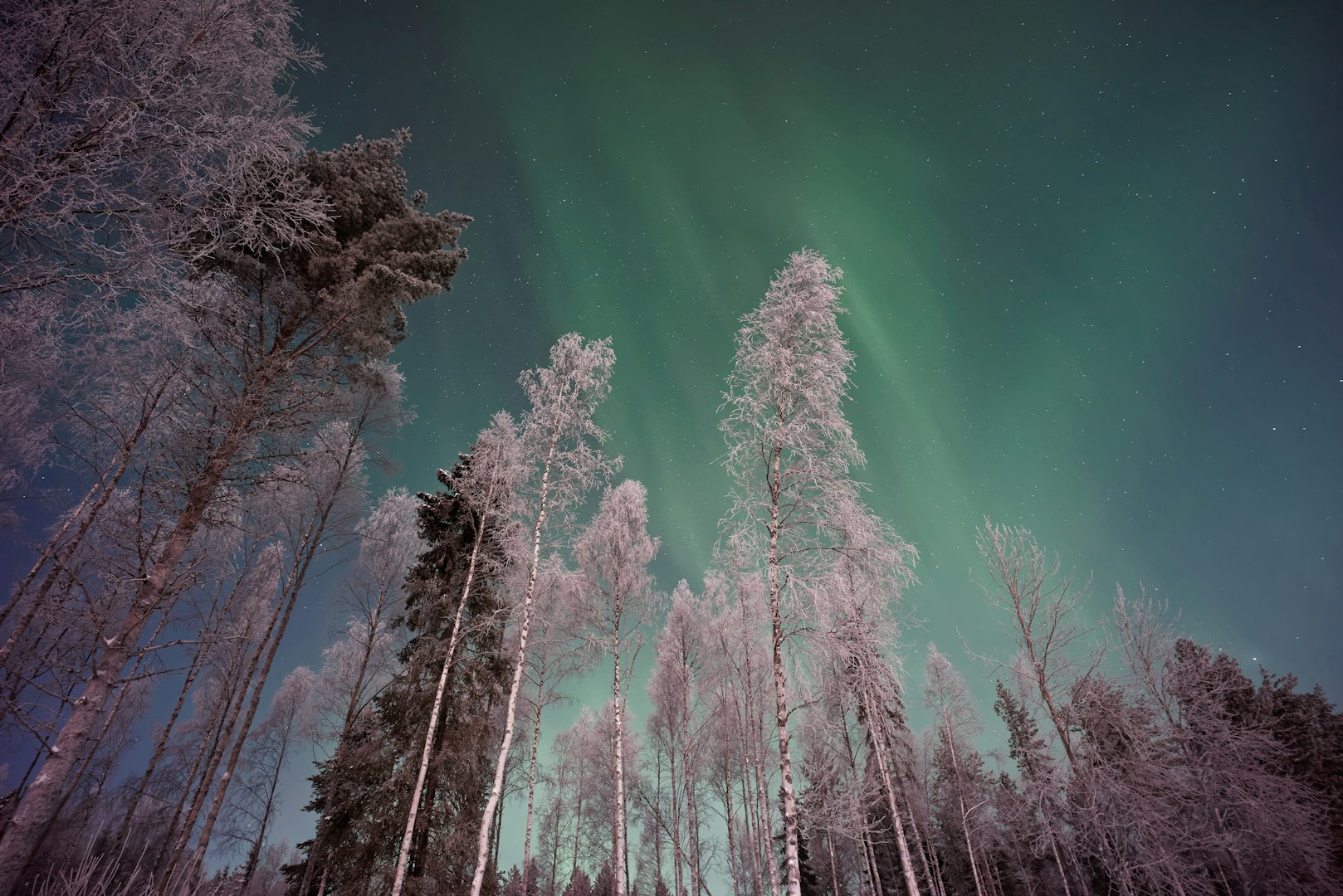 This image captures the spectacular natural phenomenon of the Aurora Borealis, also known as the Northern Lights, over a snow-covered forest