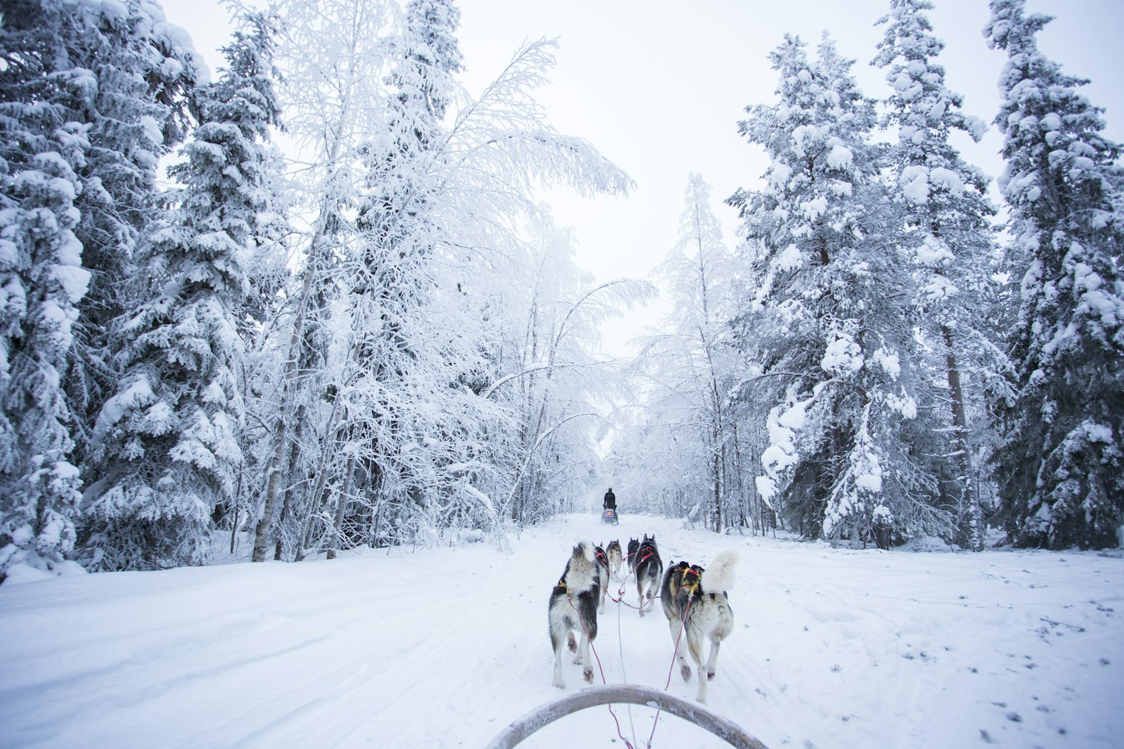 This image captures a moment of a husky safari or dog sledding experience in a snowy, forested landscape, in Lapland, Finland