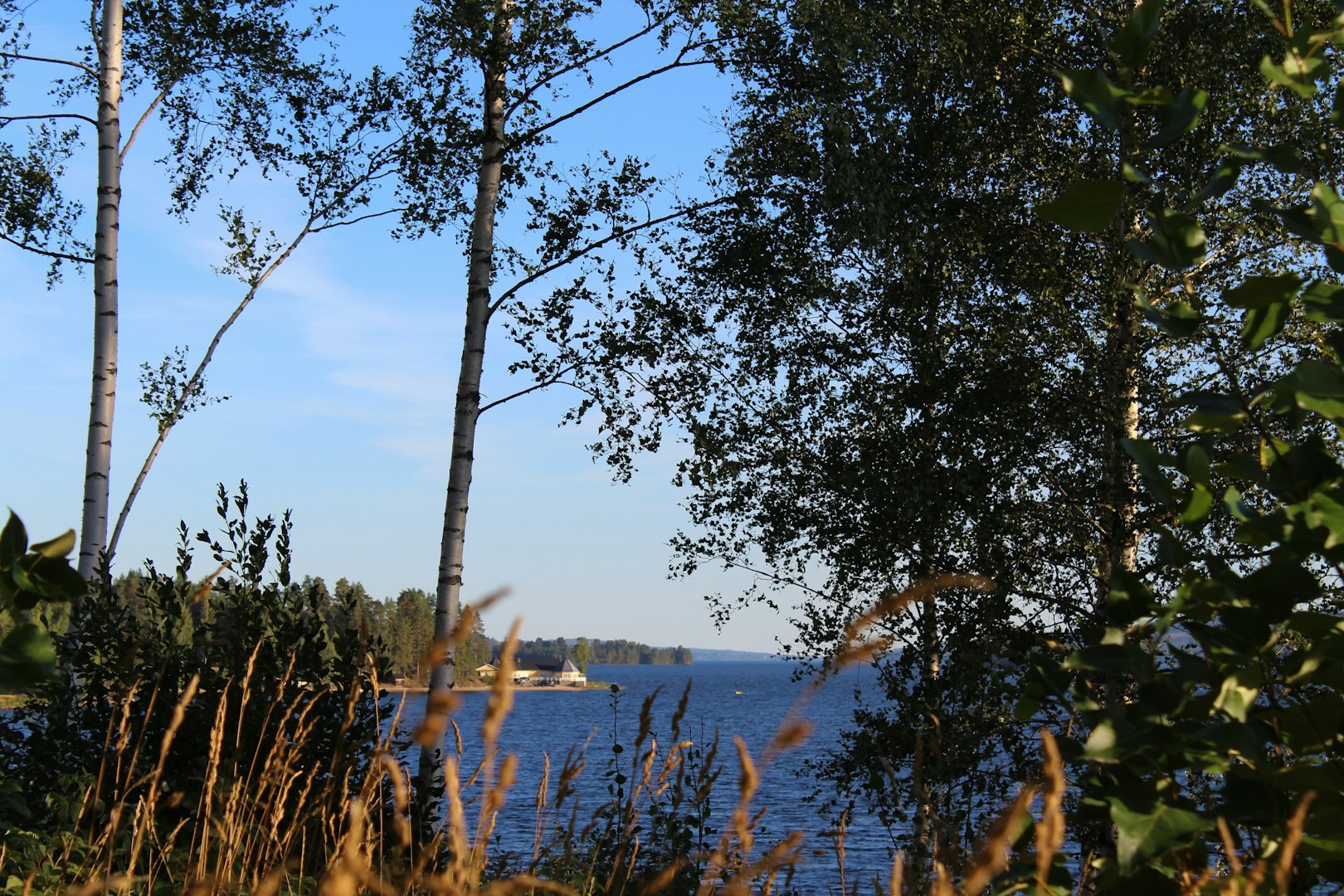 a serene lakeside view, in Sweden, characterized by its natural beauty and prominent birch trees